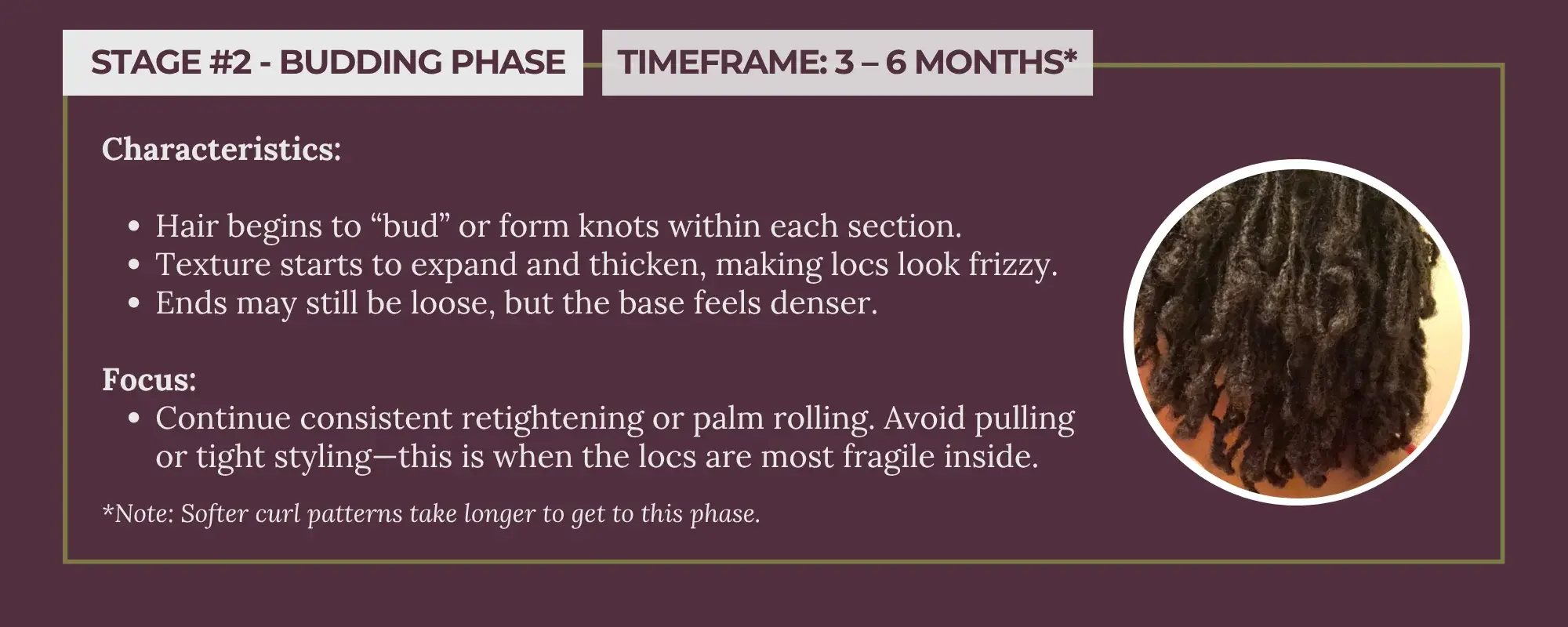 Stage 2 - Budding Phase (3 to 6 months) infographic showing how locs start to swell and tangle